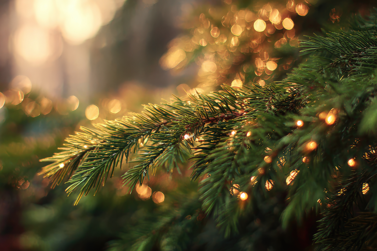 Close-up of a pine branch with blurred lights in the background
