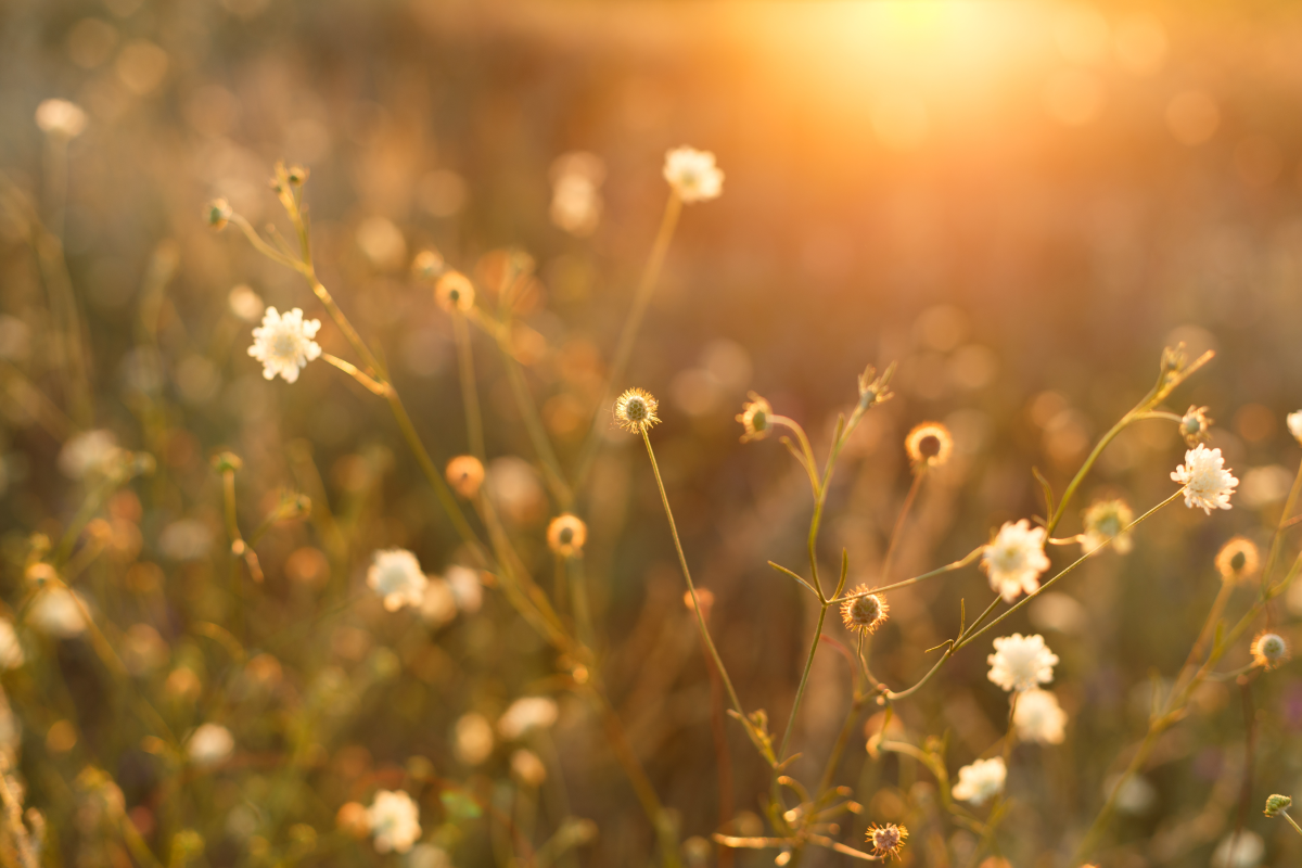 Wildflowers in a field with a warm, golden glow from the sun.