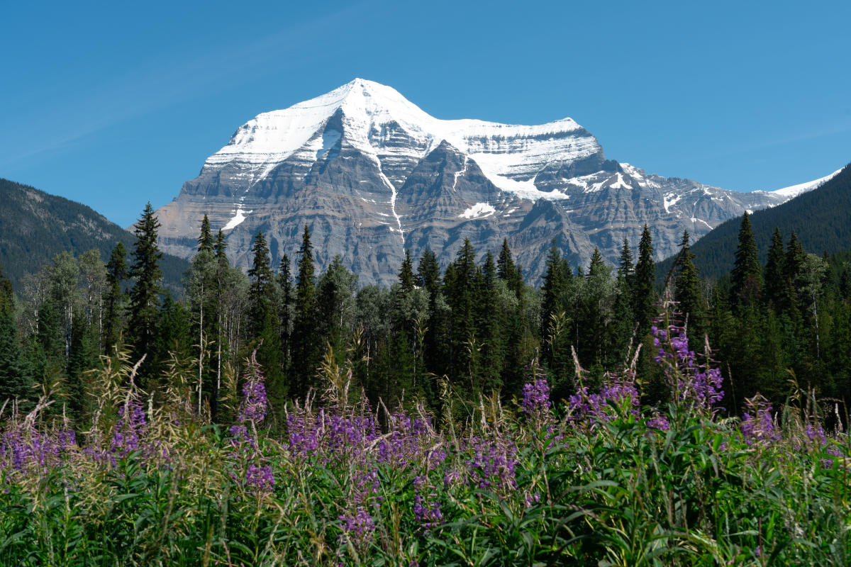 Snow-capped mountain with a forest and purple flowers in the foreground