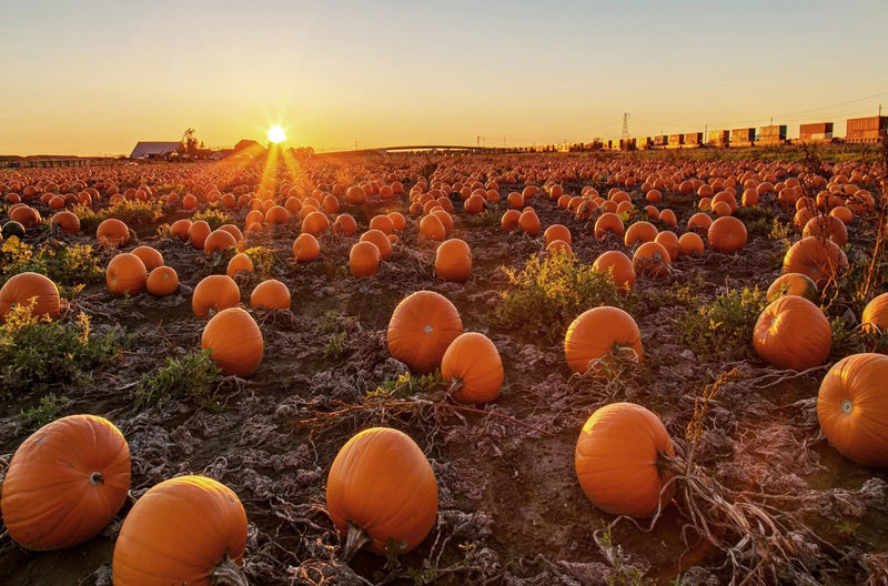 Pumpkin Patch Soy Candle
