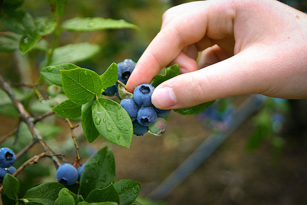 Hand picking blueberries from a bush with a blurred natural background