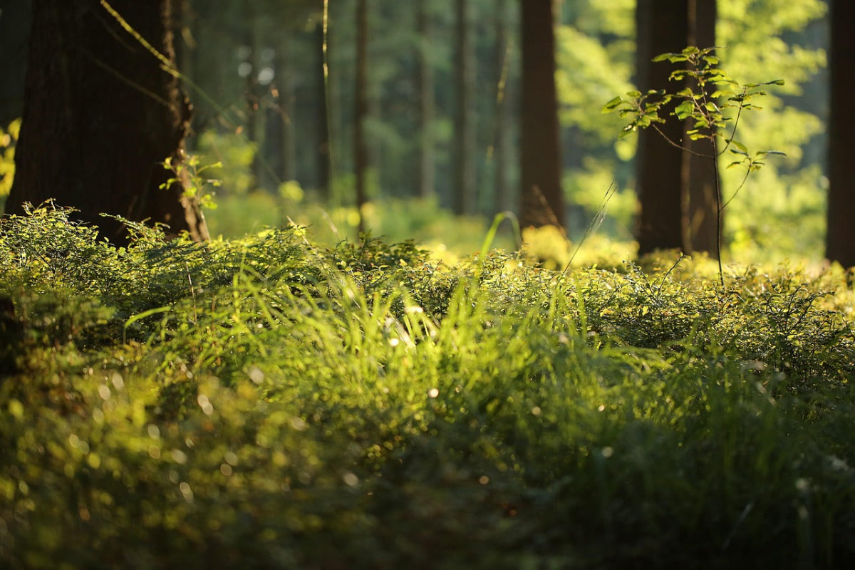 Forest floor with grass and trees in a natural setting